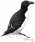 Razorbill